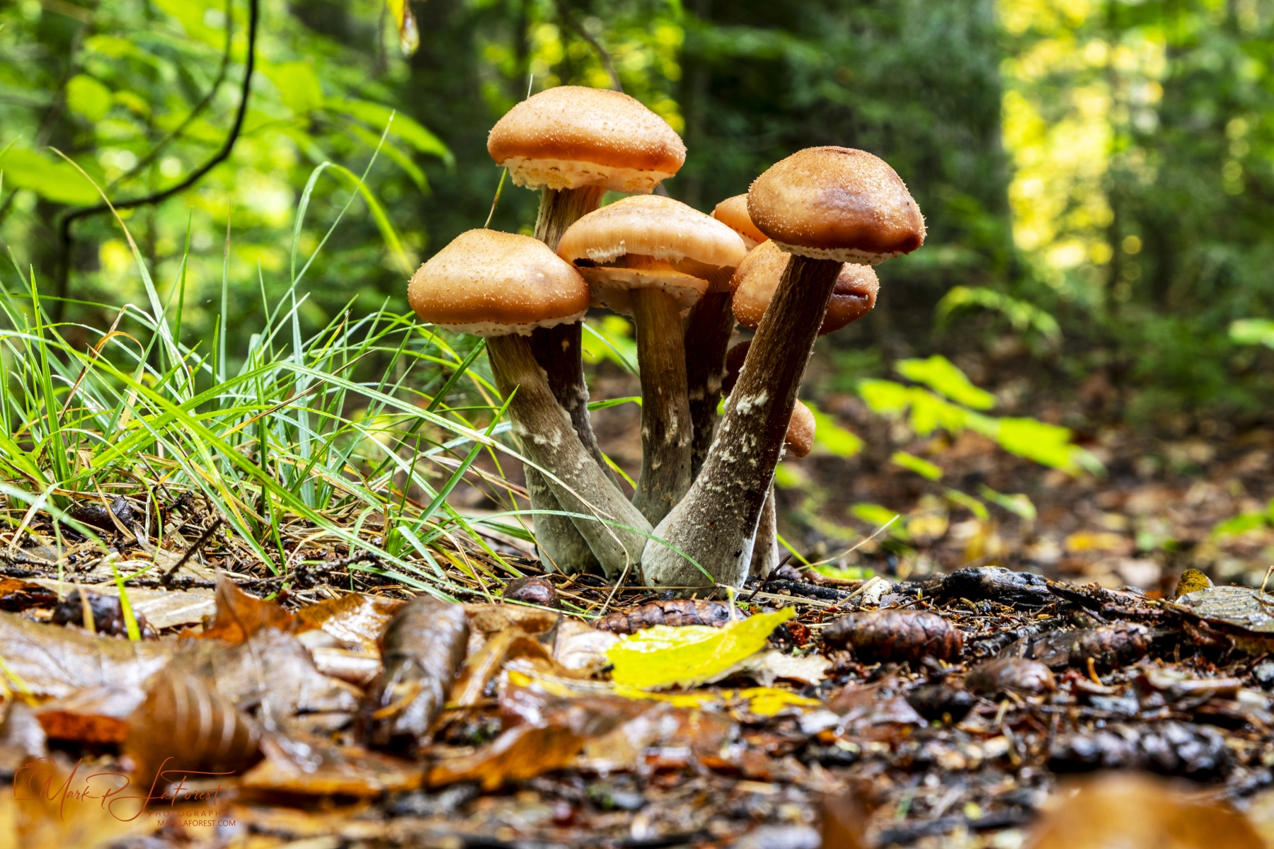 Mushrooms, Vermont, National Forest 2021
